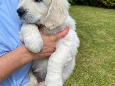 IKC Registered(pending) Champion Bred Golden Retriever puppies in Cork