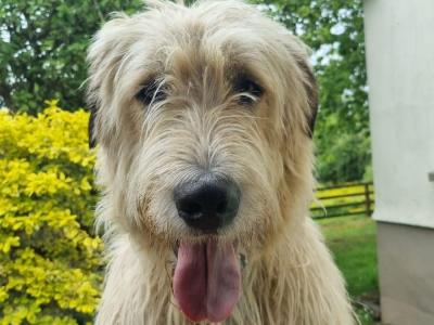 Irish Wolfhound for stud in Waterford