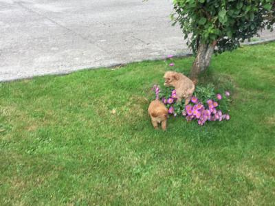 Cavapoo puppies in Limerick