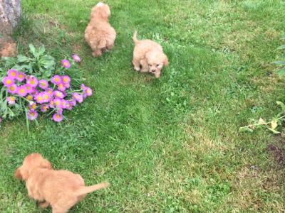 Cavapoo puppies in Limerick