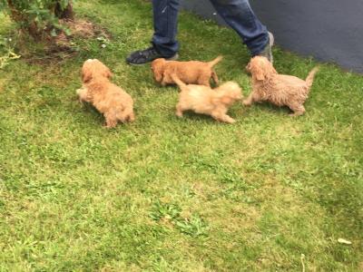 Cavapoo puppies in Limerick