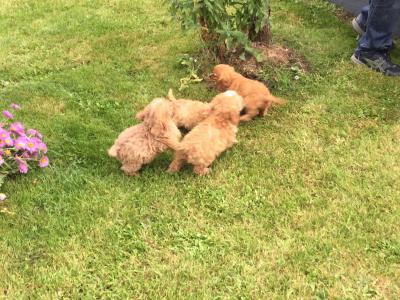 Cavapoo puppies in Limerick