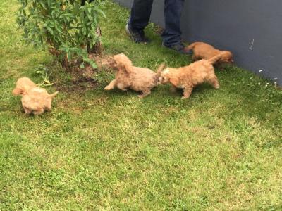 Cavapoo puppies in Limerick