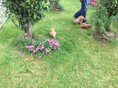 Cavapoo puppies in Limerick