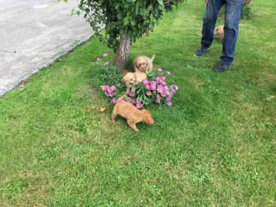 Cavapoo puppies in Limerick