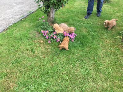 Cavapoo puppies in Limerick