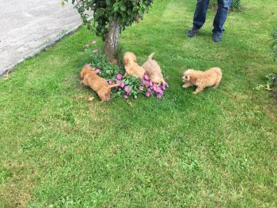 Cavapoo puppies in Limerick
