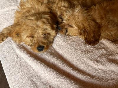 Adorable Cavapoo puppies in Carlow