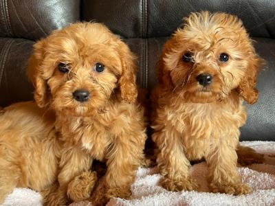 Adorable Cavapoo puppies in Carlow