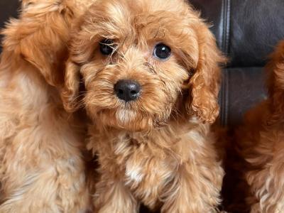 Adorable Cavapoo puppies in Carlow