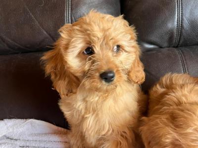 Adorable Cavapoo puppies in Carlow