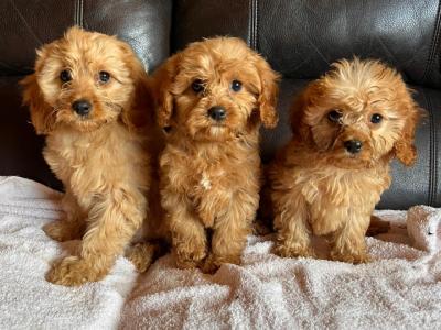 Adorable Cavapoo puppies in Carlow