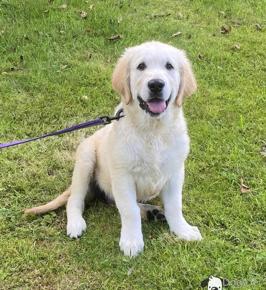 Cute English Cream Golden Retriever Cost Golden Retriever Name
