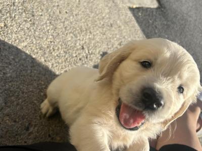 3 x Adorable Male purebred Golden Retriever puppies in Kildare