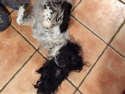 Molly is a lovely female IKC Registered Springer Spaniel 4 years old in Galway