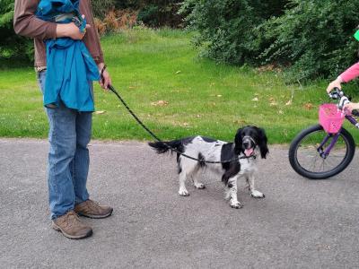 Molly is a lovely female IKC Registered Springer Spaniel 4 years old in Galway