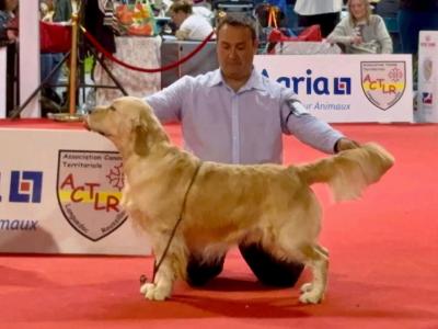 IKC Registered(pending) Champion Bred Golden Retriever puppies in Cork