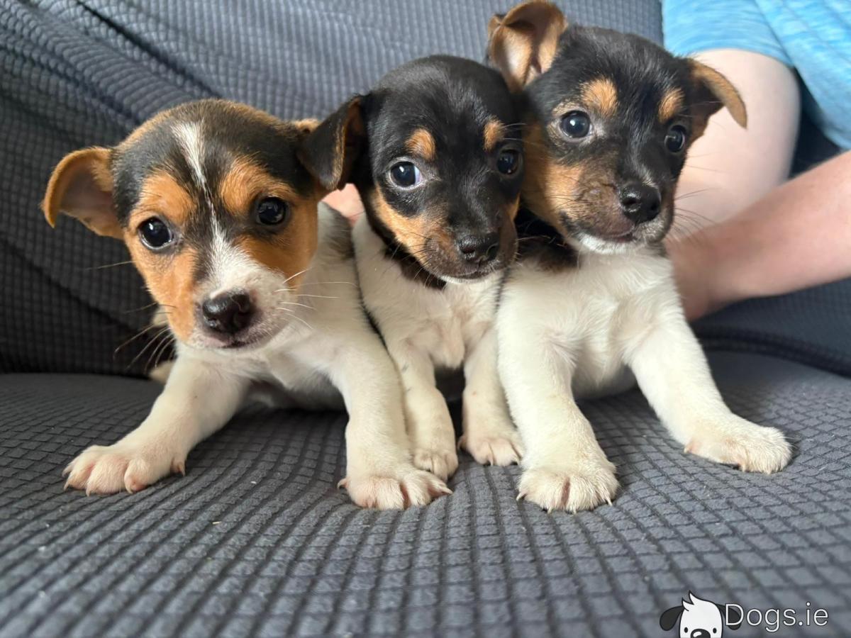 Russell Cross Miniature Foxy Mini Jack Russell For Sale Mini Foxy - Main Image