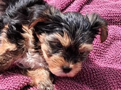 Yorkshire Terrier puppies in Kerry
