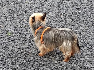 Yorkshire Terrier puppies in Kerry