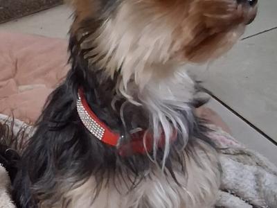 Yorkshire Terrier puppies in Kerry