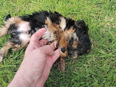 Yorkshire Terrier puppies in Kerry