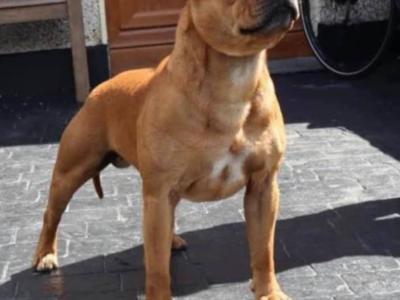 IKC Registered Staffordshire Bull Terrier puppies in Dublin