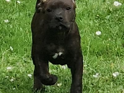 IKC Registered Staffordshire Bull Terrier puppies in Dublin