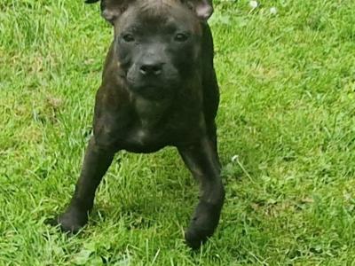 IKC Registered Staffordshire Bull Terrier puppies in Dublin