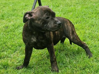 IKC Registered Staffordshire Bull Terrier puppies in Dublin