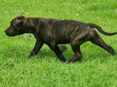 IKC Registered Staffordshire Bull Terrier puppies in Dublin