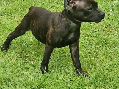 IKC Registered Staffordshire Bull Terrier puppies in Dublin