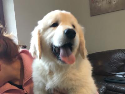 IKC Registered(pending) Champion Bloodline Golden Retriever puppies in Wexford