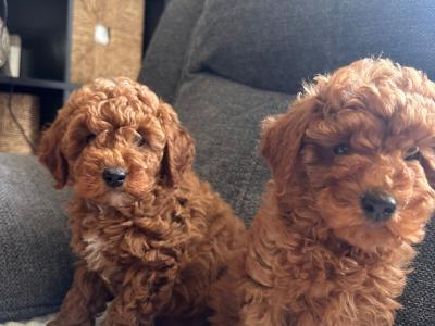 Minature Poodle puppies in Kerry
