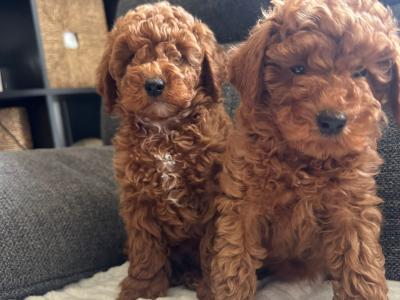 Minature Poodle puppies in Kerry