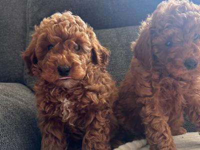 Minature Poodle puppies in Kerry