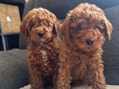 Minature Poodle puppies in Kerry
