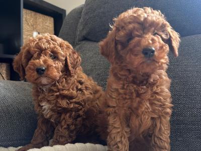 Minature Poodle puppies in Kerry