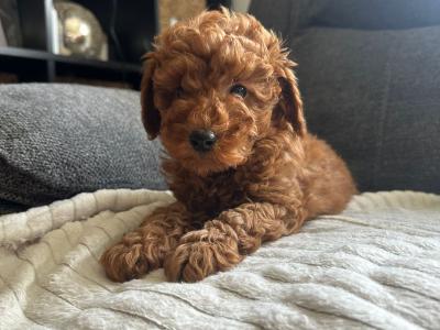 Minature Poodle puppies in Kerry