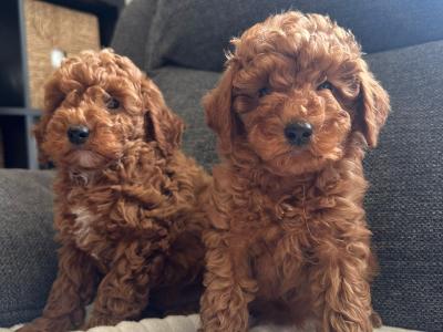 Minature Poodle puppies in Kerry