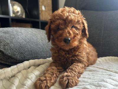 Minature Poodle puppies in Kerry