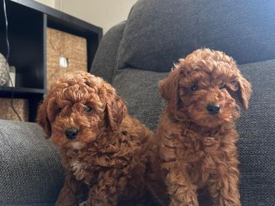 Minature Poodle puppies in Kerry