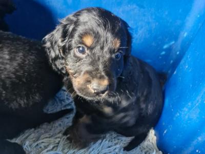 Cockapoo puppies in Monaghan