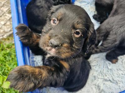 Cockapoo puppies in Monaghan