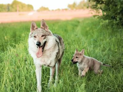 Rare Czechoslovakian Wolfdog Puppies