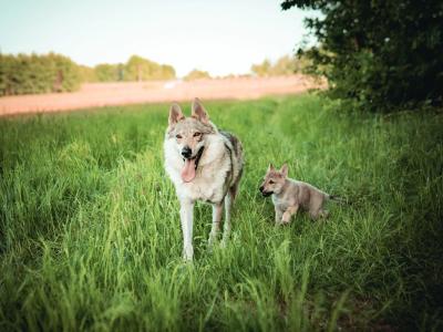 Rare Czechoslovakian Wolfdog Puppies