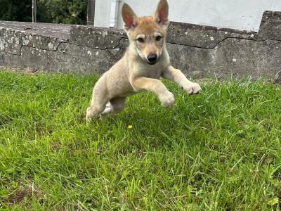 Rare Czechoslovakian Wolfdog Puppies