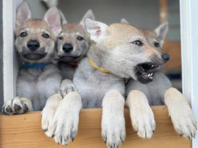 Rare Czechoslovakian Wolfdog Puppies