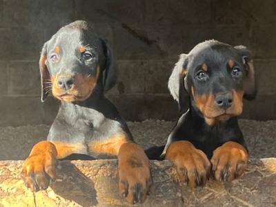 Dobermann puppies for sale in Kerry