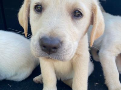 Female Labrador pup for sale in Limerick